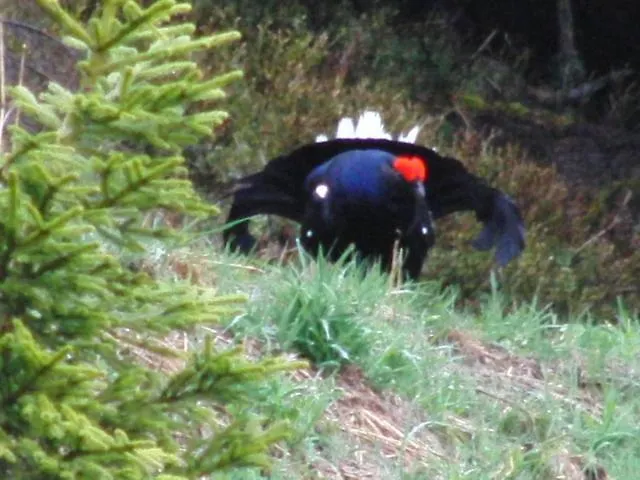 Hotel Jägerstüble Damüls