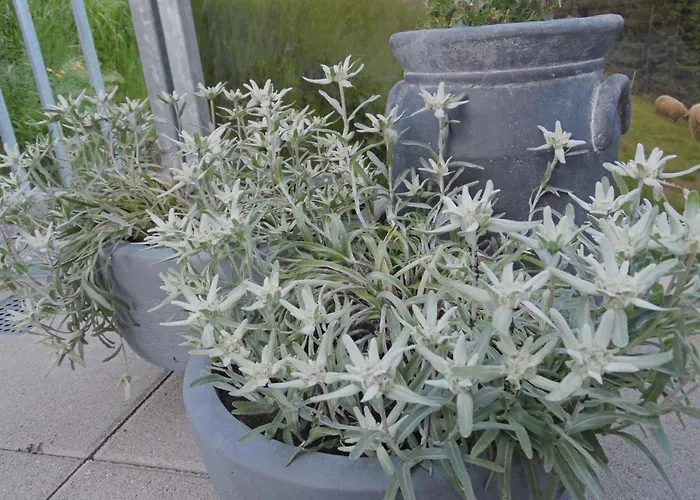 Jägerstüble * Damüls